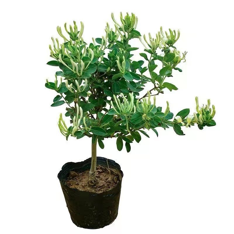 可食用金银花树苗盆栽四季常绿
