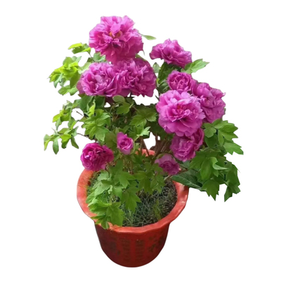 【已售20w+】正宗洛阳牡丹花盆栽