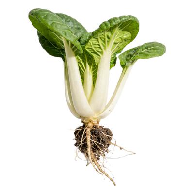 大白菜苗秧苗四季阳台盆栽