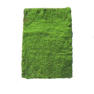 新鲜苔藓短绒藓星星苔藓水陆缸雨林缸造景材料微景观人工驯养青苔