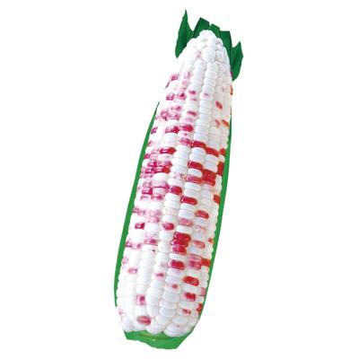 甜糯玉米种子大全春季晓富粘苞米