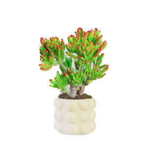 多肉植物吸财树老桩盆栽稀有品种名贵招财进宝阳台好养活筒叶花月