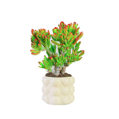 多肉植物吸财树老桩盆栽稀有品种名贵招财进宝阳台好养活筒叶花月