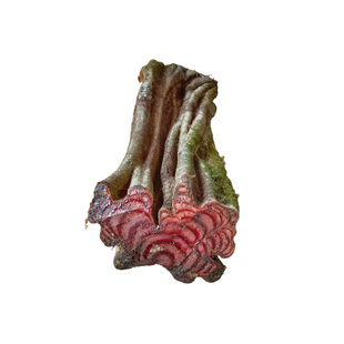 广西鸡血藤野生新鲜干货大片调理月经泡酒泡水泡茶煲汤草药补血