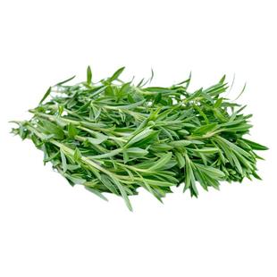 香草种子香辛料蔬菜Herb薄荷迷迭香香茅罗勒洋甘菊鼠尾草牛至欧芹