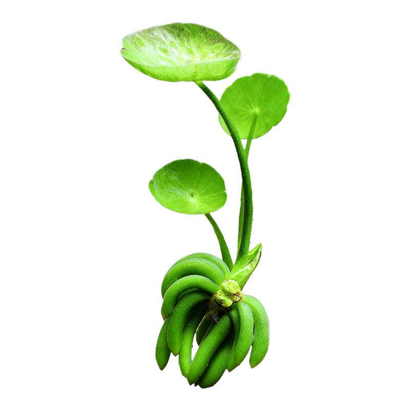 香蕉草水草鱼缸专用植物净化水质造景增氧新手懒人养鱼绿植免打理