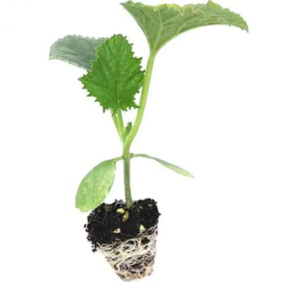 绿宝石羊角蜜甜瓜苗早熟南北通栽