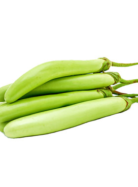 茄子四季盆栽蔬菜种籽