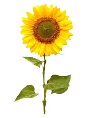 向日葵种子种籽孑观赏盆栽子苗秧活苗花籽花种一年四季播种花卉种