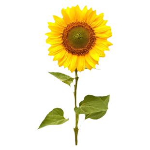 向日葵种子种籽孑观赏盆栽子苗秧活苗花籽花种一年四季播种花卉种