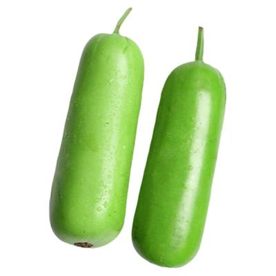 短棒瓠瓜种子四季种植早熟蒲瓜种