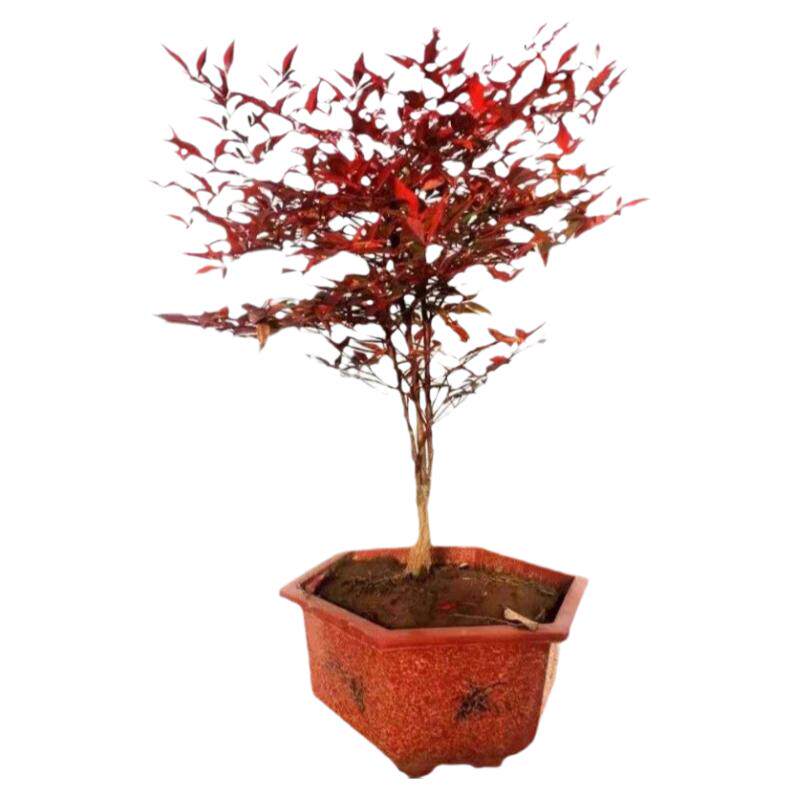 红天竹苗红叶天竹苗天竺苗四季常青植物庭院绿化苗木南天竹色块苗