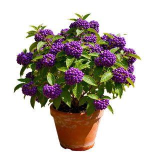 紫珠盆栽多年生矮丛生耐热耐寒阳台耐养观果植物盆栽庭院花镜造景