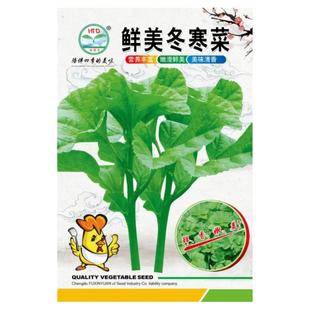 冬寒菜种子东汉菜汗菜种子冬苋菜种籽四川秋冬季农家田园蔬菜种