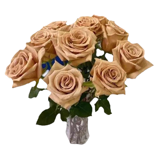 新品太妃糖月季花苗复色花色大花切花玫瑰花苗阳台庭院盆栽多季