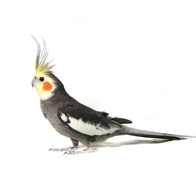 玄凤鹦鹉手养亲人上手不咬人宠物