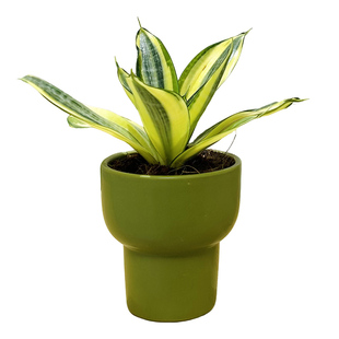 哈尼虎皮兰虎尾兰盆栽室内耐旱绿植客厅ins风桌面好养活多肉植物