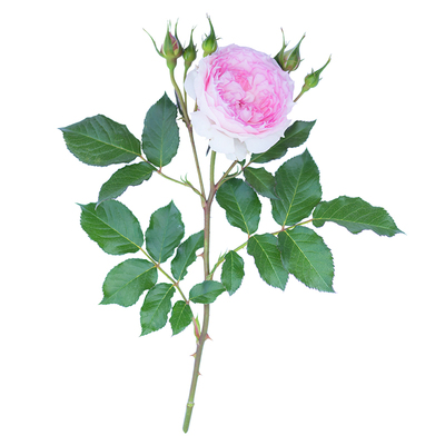 天狼溶溶月木本花卉庭院露台阳台