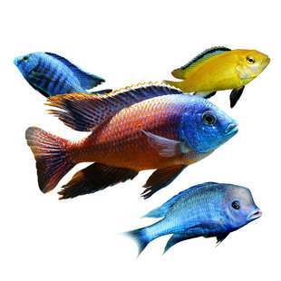 三湖慈鲷热带观赏鱼小型淡水活体鱼马鲷杂鲷鱼非洲王子台系鱼包活