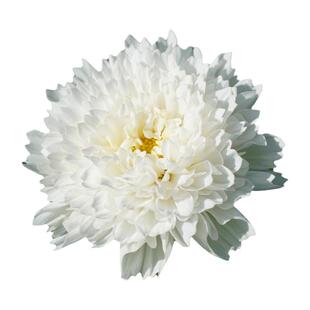 波斯菊种子100粒 格桑花籽花期长春秋播种花坛室外阳台盆栽花种子