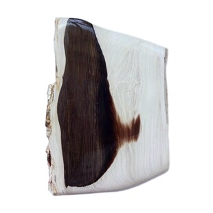 古生物奇石树叶菊石三叶虫燕子石树化玉树化石黑白花精品摆件2975