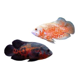 大中小型热带淡水观赏风水鱼发财鱼宠物鱼红黑红白地图鱼好养包活
