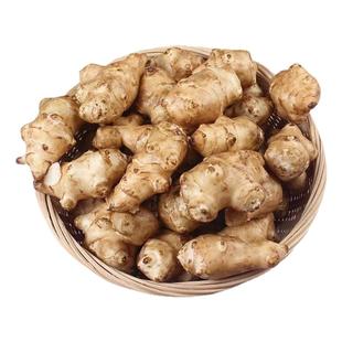 正宗洋姜新鲜现挖的野生姜鬼子姜阳姜泡菜用腌制酱菜咸菜当季现货