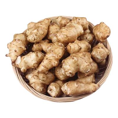 新鲜现挖洋姜野生姜鬼子姜姜不辣