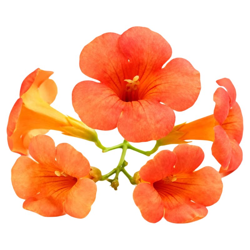 爬藤本植物攀援花苗凌霄炮仗花卉