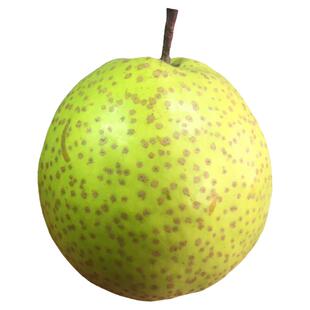 莱阳梨包邮山东烟台正宗莱阳梨特产水果莱阳慈梨新鲜5斤装梨子