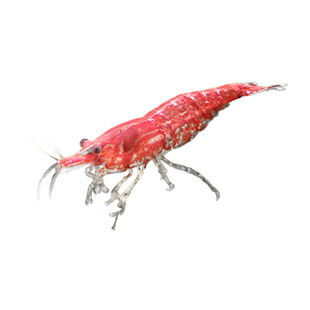 极火虾抱卵成年大号鲜活观赏淡水除藻虾黑壳虾清洁虾樱花虾水晶虾