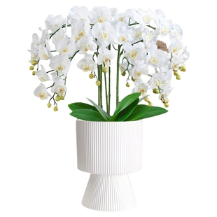 蝴蝶兰盆栽带花苞花剑客厅特大号精品鲜花乔迁节日祝贺送礼花卉