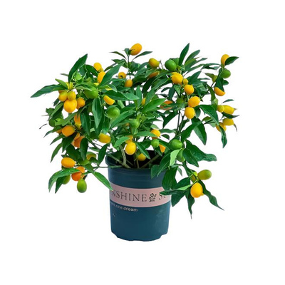 脆皮金桔盆栽带青果可食用盆栽年宵花（运输途中少量掉果介意勿拍