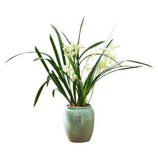 朱德素兰花苗花卉盆栽带花苞名贵兰花建兰系列好养花卉室内植物花