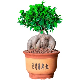 榕树盆景人参榕金钱榕小叶老桩大中小型趣味绿植室内庭院造型盆栽