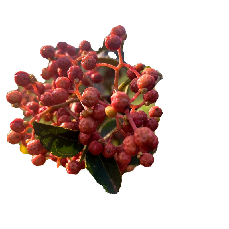 陜西特色食用富平大紅袍花椒當(dāng)季新鮮特麻特級(jí)大紅袍花椒韓城500g
