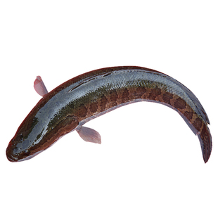 正宗苏北生态黑鱼 湖鱼 非饲料黑鱼 营养黑鱼汤 草鱼 野河捕捞