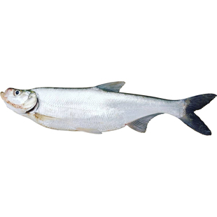 湖南湖区生态大翘嘴发顺丰礼赠佳品淡水鲜活翘嘴鱼大白刁现宰现发