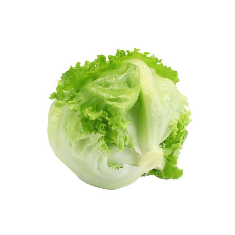 甜脆结球生菜苗秧沙拉蔬菜球形紧实四季盆栽大速奶油直立生菜种子