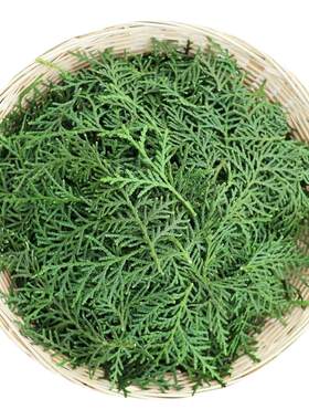 纯野生新鲜现摘侧柏叶扁柏叶柏树枝叶洗头发泡酒烟熏腊肉