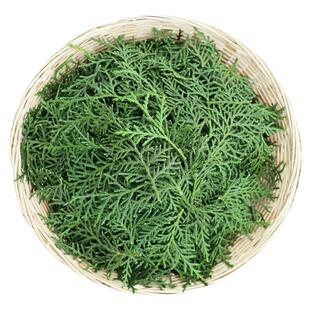 纯野生新鲜现摘侧柏叶扁柏叶柏树枝叶洗头发泡酒烟熏腊肉