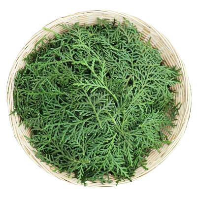 纯野生新鲜现摘侧柏叶扁柏叶柏树枝叶洗头发泡酒烟熏腊肉