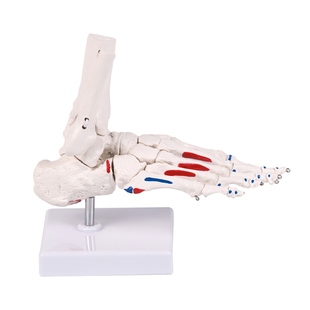 脚骨带肌肉起止点模型底座可转足部解剖清晰医学教学运动康复教具