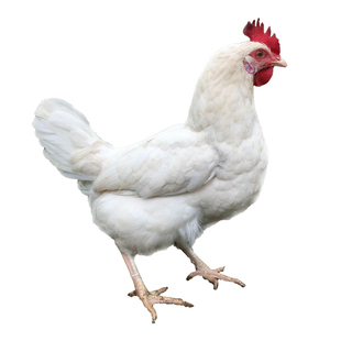 种蛋受精蛋可孵化白来航鸡种蛋蛋白羽土鸡蛋海兰白产蛋鸡蛋孵化鸡