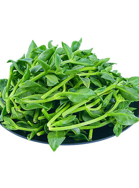新鲜田七叶蔬菜当季农家蔬菜野菜