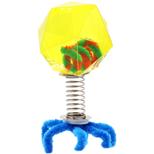 求知教育小学生DIY手工 科技小制作生物材料T2噬菌体模型科学实验