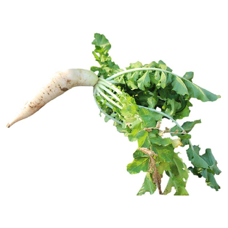 密云农家 每日现挖水果白萝卜 生吃脆甜爽口 1根 新鲜蔬菜