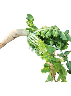 密云农家 每日现挖水果白萝卜 生吃脆甜爽口 1根 新鲜蔬菜