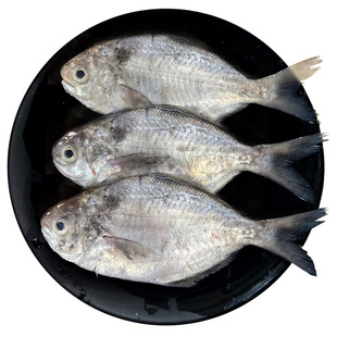 南昌鱼海鱼深海捕捞新鲜冷冻潮汕海鲜水产乌在肉鲫鱼海仓鱼肉鲳鱼