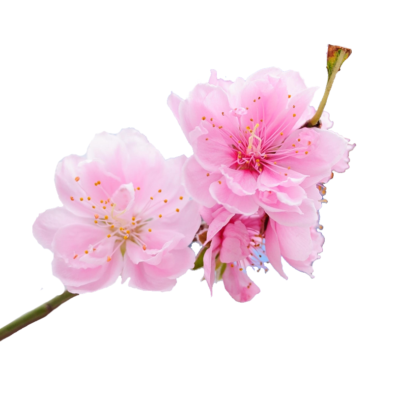 花郡都桃花树苗花卉庭院